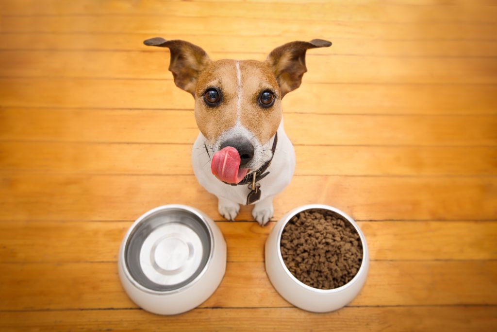 things-you-need-to-know-about-dog-food