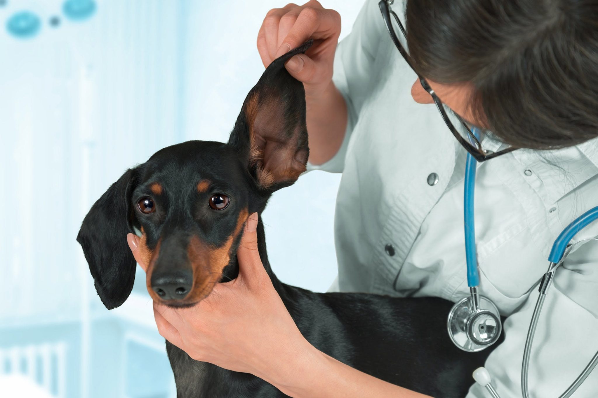 How To Treat Dog Ear Hematoma At Home?