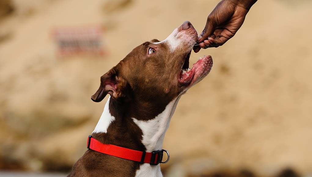 the-best-dog-food-for-pitbulls-pet-folio-friends